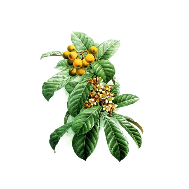 Natural Ursolic Acid 50% 80% 90% From Loquat Leaf Extract CAS 77-52-1